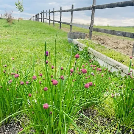 בית נופש Mimi Vendeghaz בלטונללה